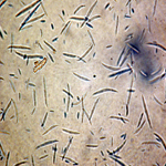 gibberella fujikorai conidium